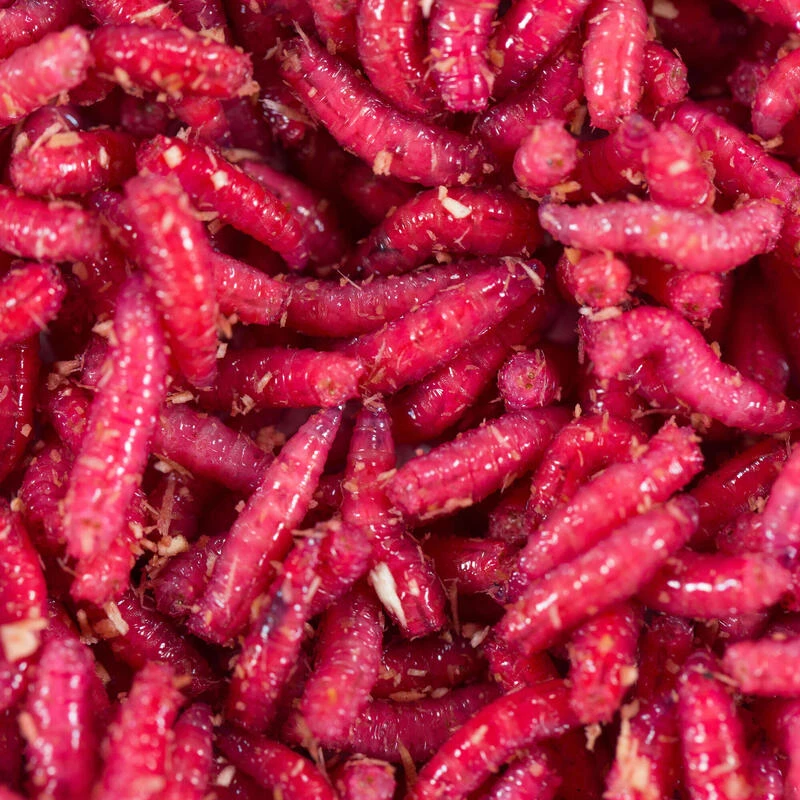 No Brand Appâts Vivants De Pêche, 1/2 L Asticots Rouges